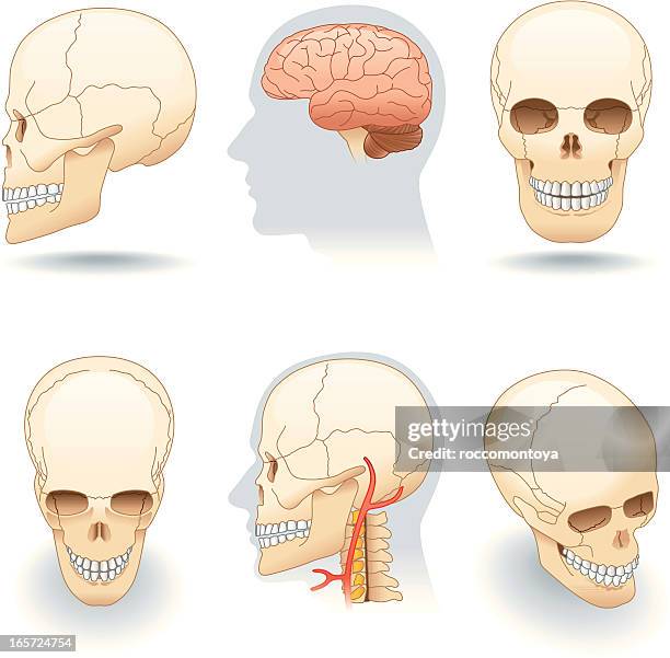 311 Ilustraciones de Hueso Frontal - Getty Images 311 Ilustraciones de Hueso Frontal - Getty Images