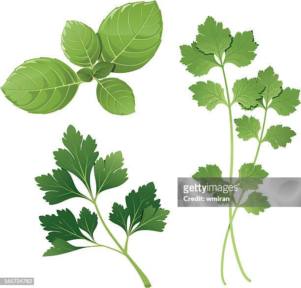 basil, parsley, cilantro - basil stock illustrations