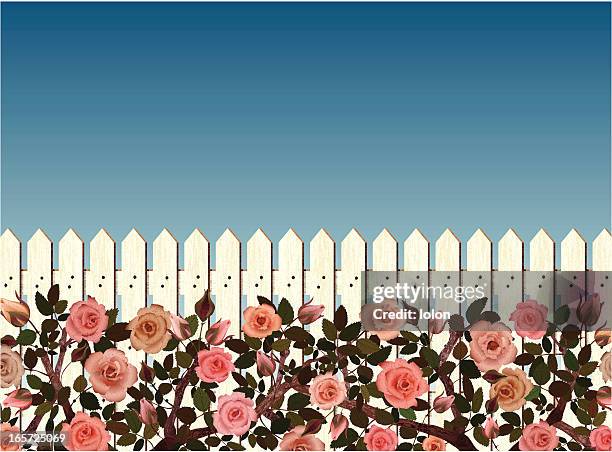 bildbanksillustrationer, clip art samt tecknat material och ikoner med white picket fence and rose bushes - picket fence