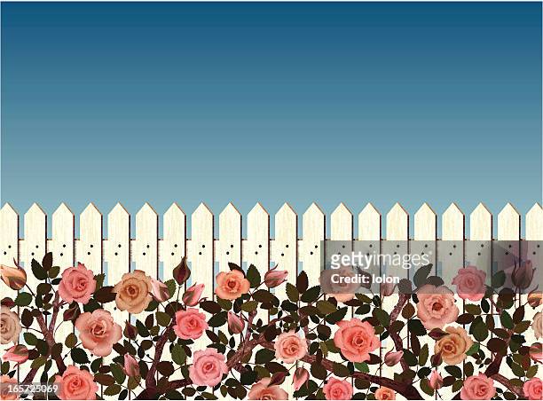 white picket fence and rose bushes - single rose stock illustrations