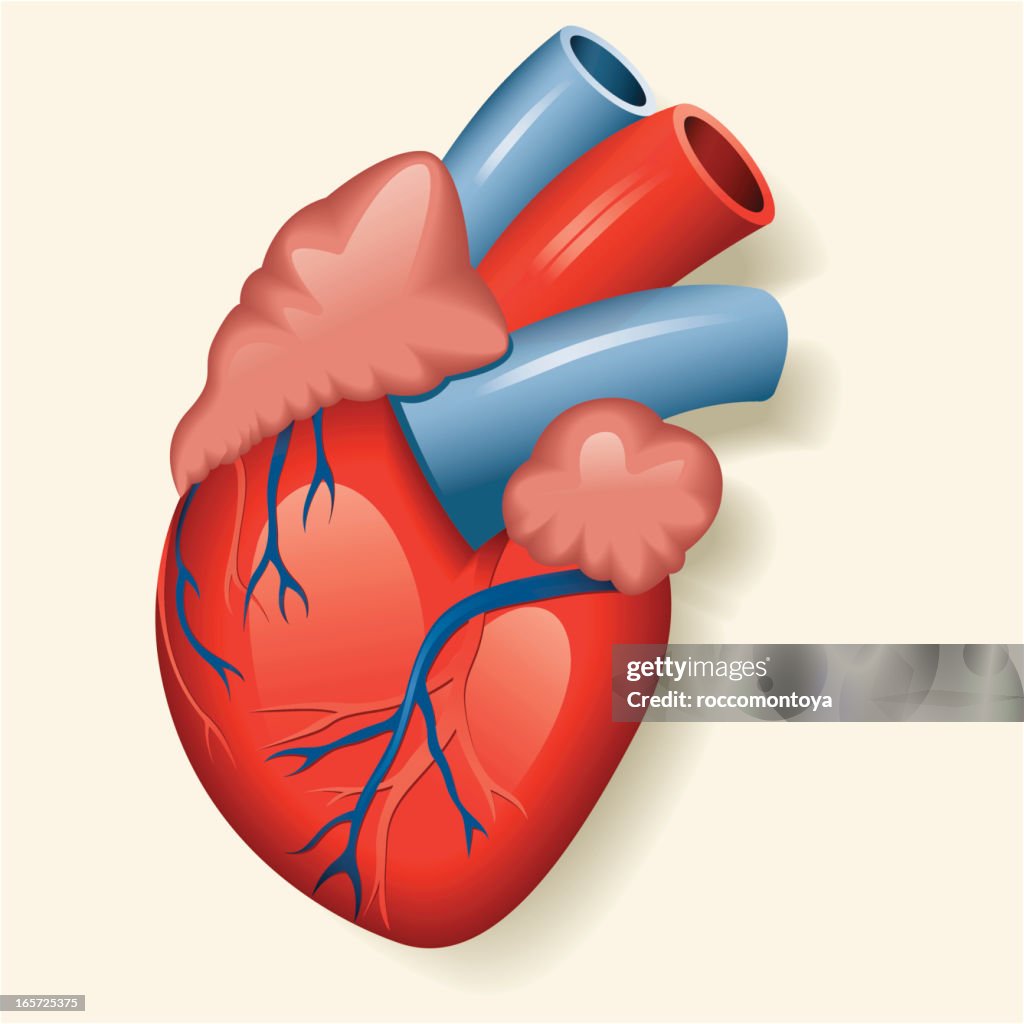 An illustration of a human heart