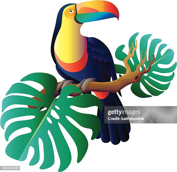 toucan - toucan stock illustrations