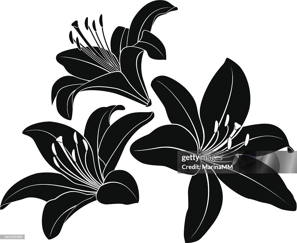 Lily silhouette