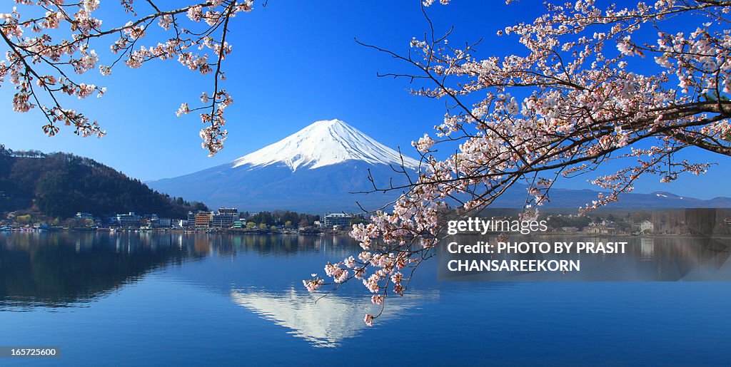 Mount Fuji and sakura