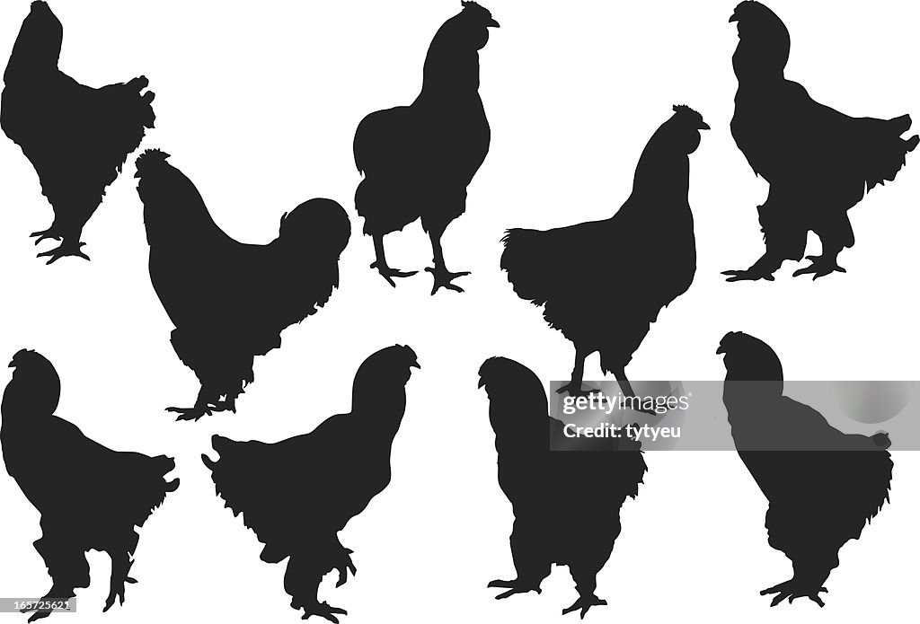 Rooster shapes