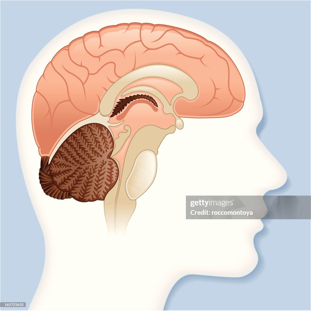 Vector, inside the brain