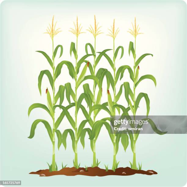 bildbanksillustrationer, clip art samt tecknat material och ikoner med corn stalks - plant stem