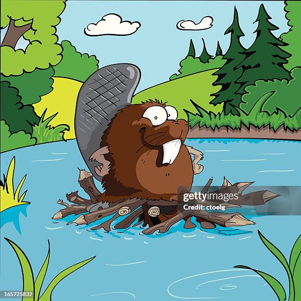 beaver - beaver dam stock illustrations