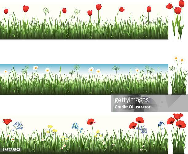 stockillustraties, clipart, cartoons en iconen met collection of grass with tulips, camomiles and poppies - meadow