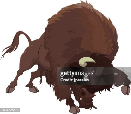 Bison Bison