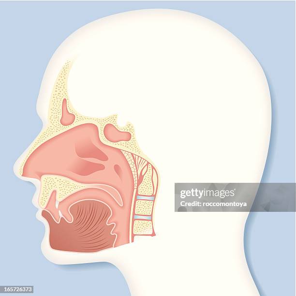 vector, nasal cavity - sinus stock illustrations