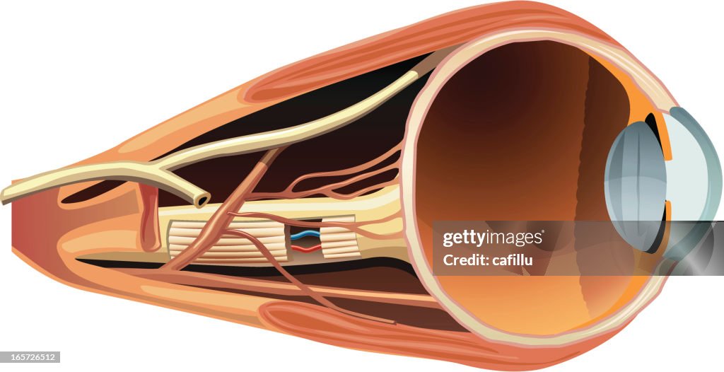 Human Eye Diagram