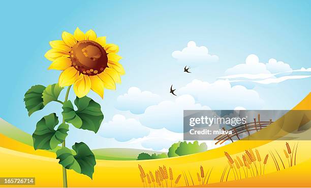 sunflower - single flower in field stock illustrations