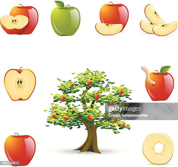 1点のりんご 断面イラスト素材 Getty Images 1点のりんご 断面イラスト素材 Getty Images