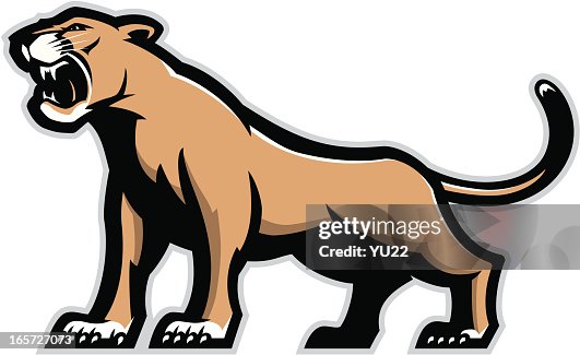 103 Cougar Roar Photos and Premium High Res Pictures - Getty Images 103 Cougar Roar Photos and Premium High Res Pictures - Getty Images