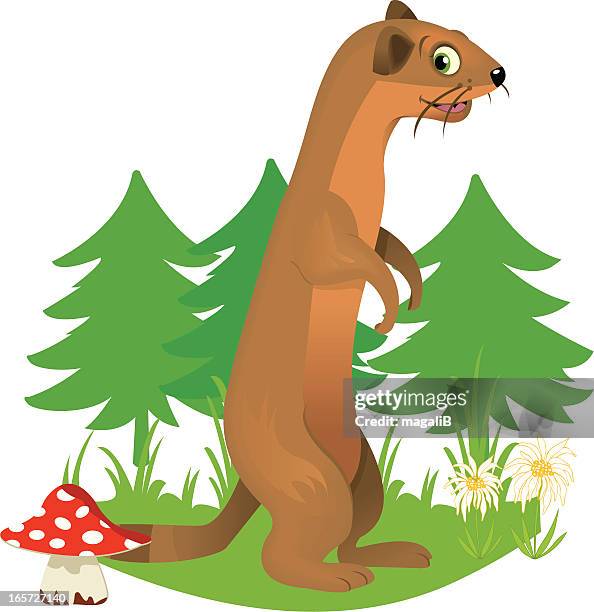 weasel - weasel stock illustrations
