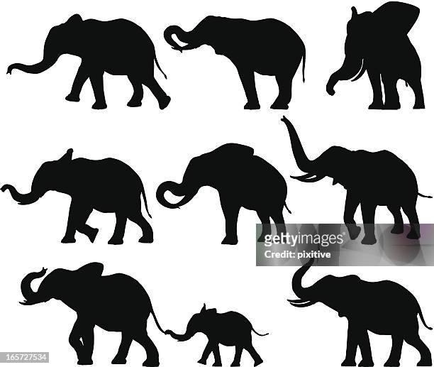 stockillustraties, clipart, cartoons en iconen met elephant silhouettes - animal trunk