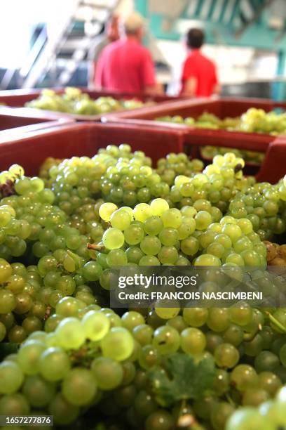 Photo shows grapes at Stephane Coquillette's vineyard in Chouily, northern-eastern France, during the Champagne harvest on September 10, 2023.