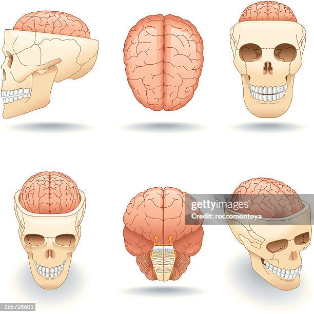 Isometric Brain 180 Human Anatomy Isometric Stock Photos, High-Res Pictures, and Images ...