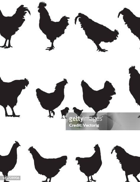 ilustraciones, imágenes clip art, dibujos animados e iconos de stock de gallo y pollo silhouette. - picoteando