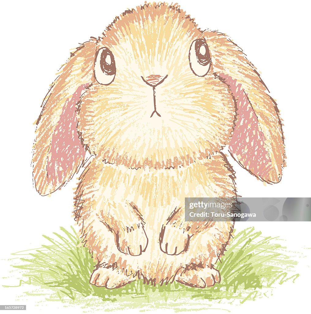 Asian Rabbit Draw Standing Standing Rabbit Outline