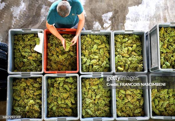 Winegrower checks the quality of the Chardonnay grapes at Stephane Coquillette's vineyard in Chouily, northern-eastern France, during the Champagne...