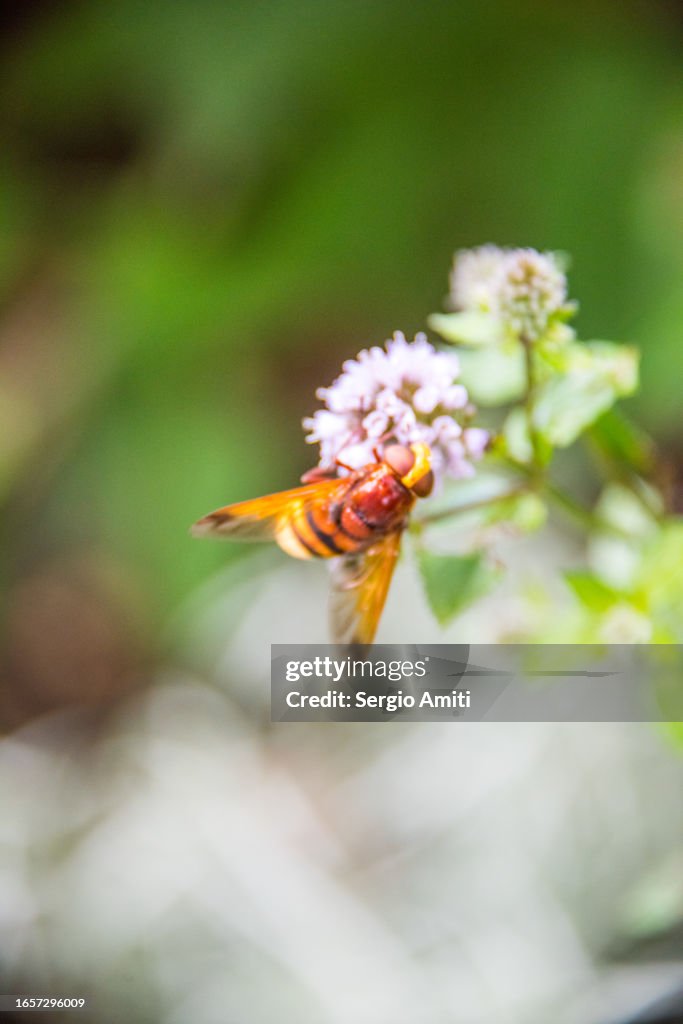 Hornet mimic hoverfly on Water mint