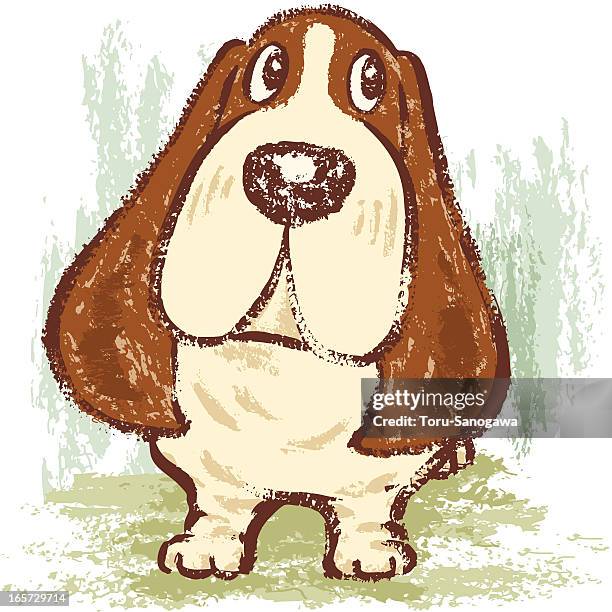 basset hound standing - bassett hound stock illustrations