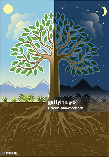 176 Tree Root Night Stock Photos, High-Res Pictures, and Images - Getty ...