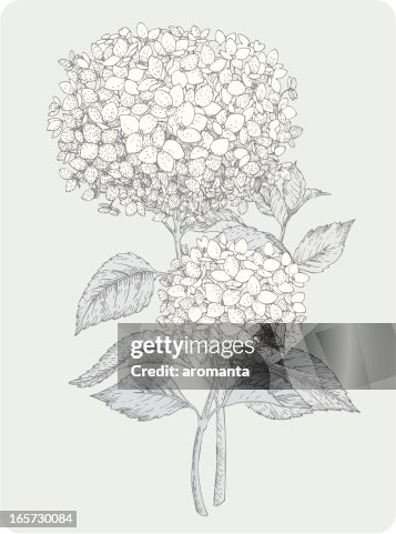 Two branches of hydrangea Two branches of hydrangea
