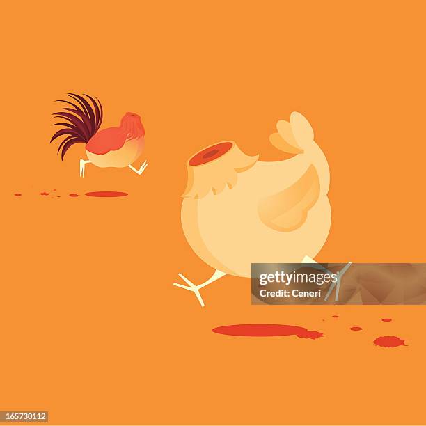 ilustrações de stock, clip art, desenhos animados e ícones de correr à volta de frango sem cabeça - animal morto