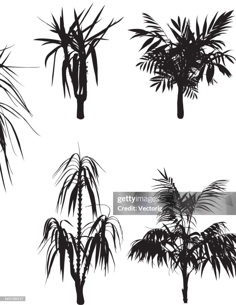 Tropical Trees and flowers