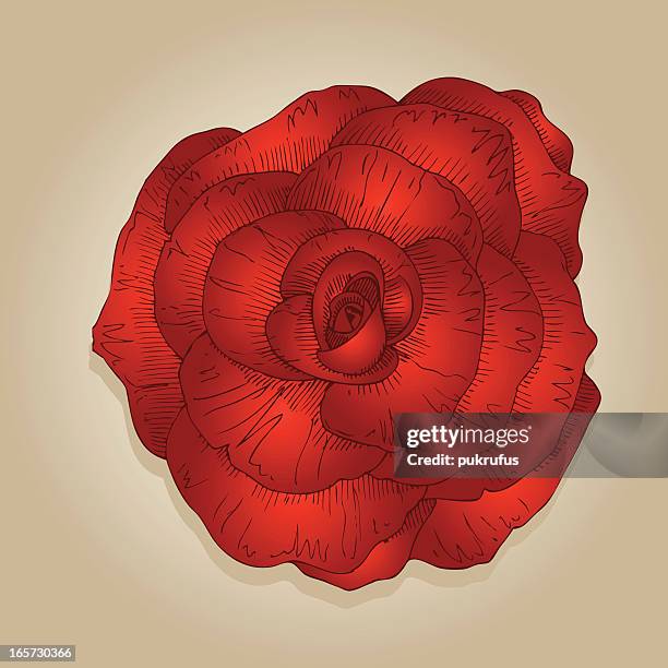 rose in color - single rose stock illustrations
