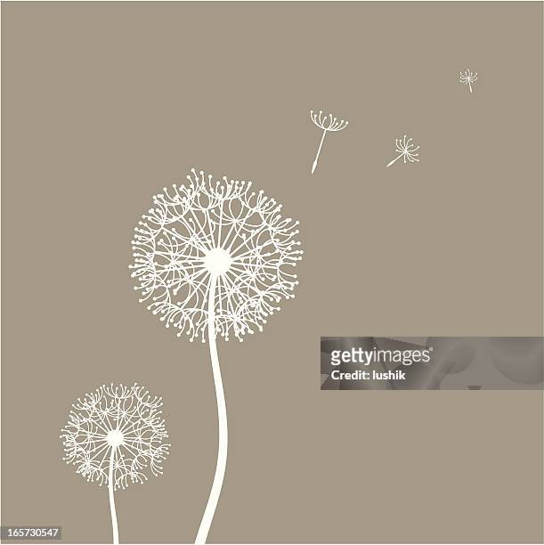 stockillustraties, clipart, cartoons en iconen met flying dandelion seeds - composietenfamilie