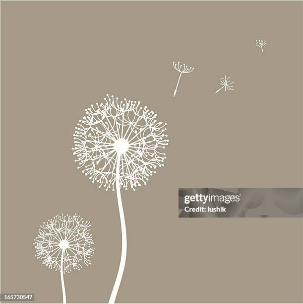 bildbanksillustrationer, clip art samt tecknat material och ikoner med flying dandelion seeds - maskrosfrö