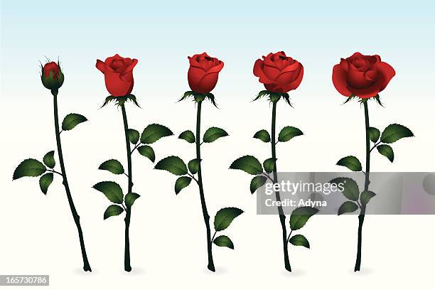 roses - bud stock illustrations