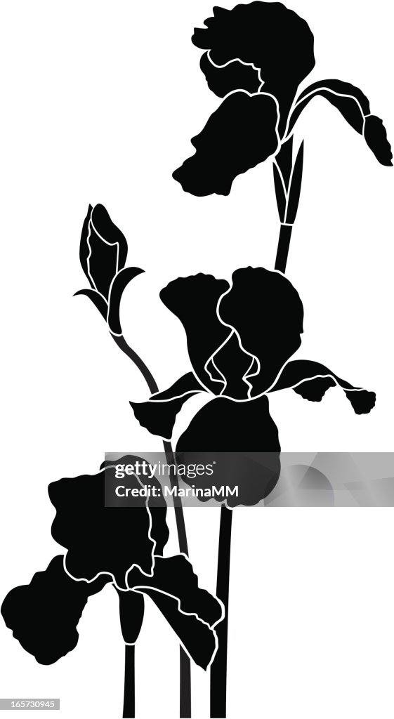 アイリスの花