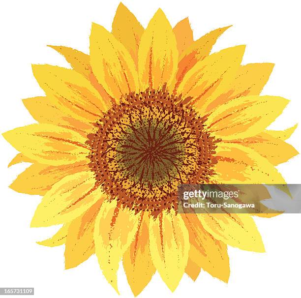 sunflower by hand-drawn - sunflower stock illustrations