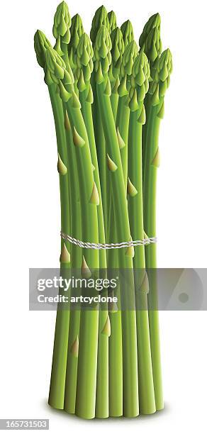 stockillustraties, clipart, cartoons en iconen met asparagus bundle - asparagus