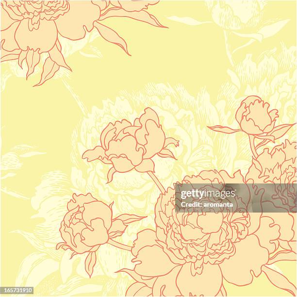 peonies background - pink princess peony stock illustrations