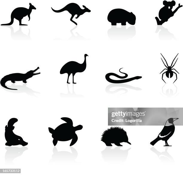 ilustraciones, imágenes clip art, dibujos animados e iconos de stock de australian iconos de animales - echidna