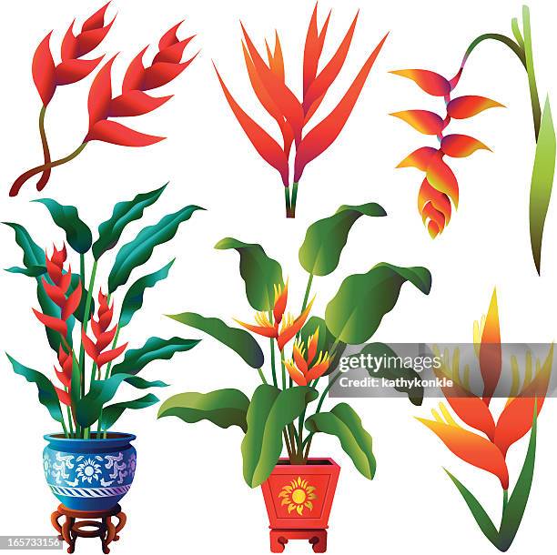 helikonien - heliconia stock-grafiken, -clipart, -cartoons und -symbole