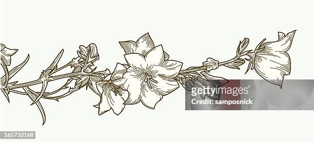 illustrazioni stock, clip art, cartoni animati e icone di tendenza di hedyotis clematide vite e fiori - ranuncolo comune