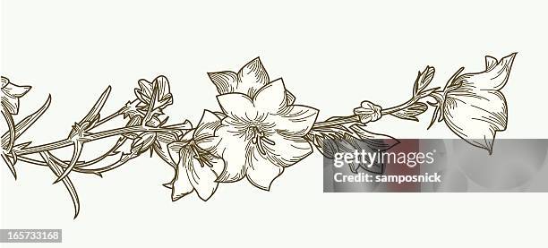 creeping clematis vine and flowers - ranunculus stock illustrations