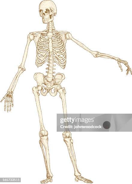 ilustraciones, imágenes clip art, dibujos animados e iconos de stock de esqueleto de dibujo - esqueleto humano