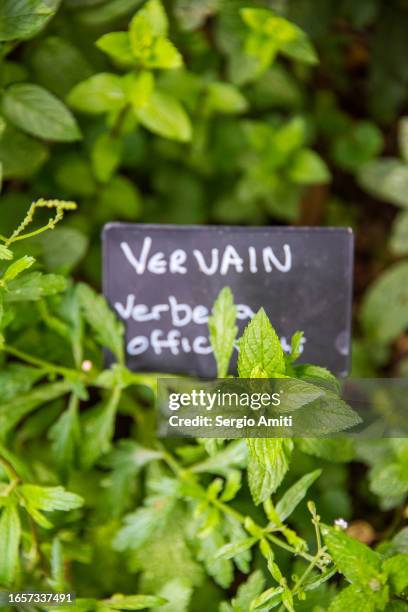 vervain - vervain stock pictures, royalty-free photos & images