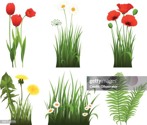 ilustraciones, imágenes clip art, dibujos animados e iconos de stock de colección de hierba y las flores - diente de león