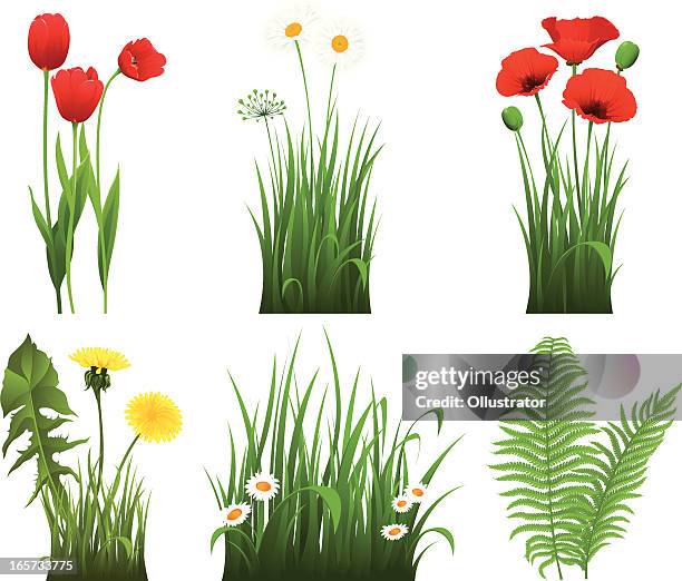 ilustrações de stock, clip art, desenhos animados e ícones de coleção de grama com flor - tulipa