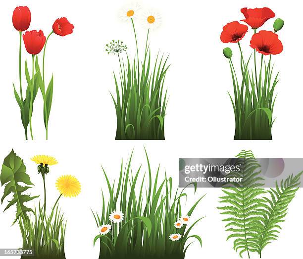 bildbanksillustrationer, clip art samt tecknat material och ikoner med collection of grass with flower - poppy plant