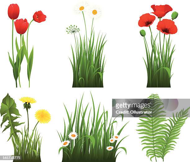 collection of grass with flower - red bud stock illustrations